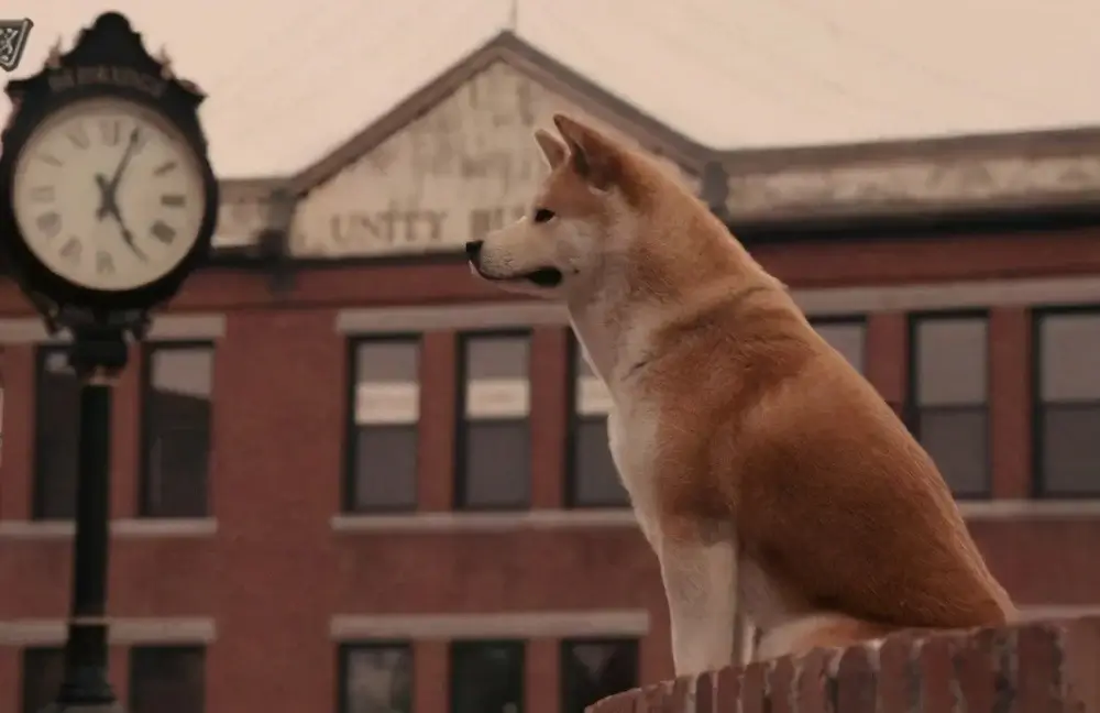 电影《忠犬八公的故事》(2009) DVD 中英双字[RMVB/354.71MB]百度云网盘下载