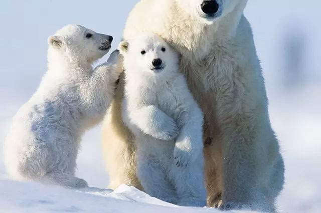 BBC纪录片《动物心智揭秘》三部合集高清英语中字[MKV/4.34GB]百度云网盘下载