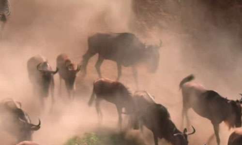 纪录片《Tiny World小小世界》第一季大自然科普纪录片百度云盘下载