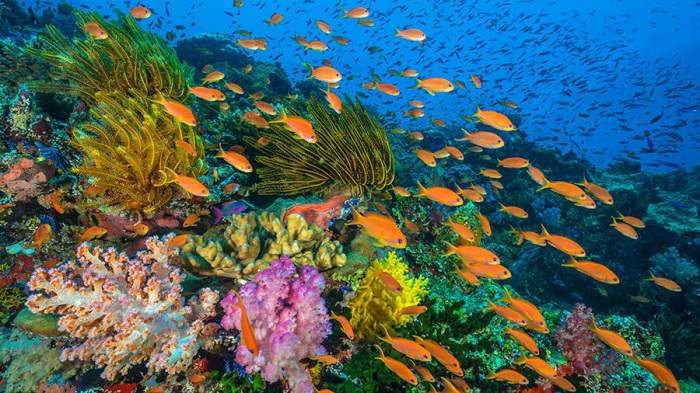 BBC纪录片：海洋：我们的蓝色星球[Oceans: Our Blue Planet] 4K原盘REMUX [HDR] [内封简英双字][MKV/17GB]百度云盘打包下载