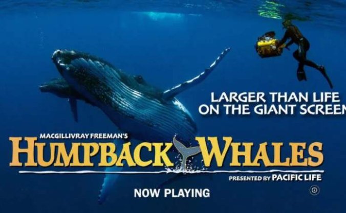 美国纪录片：座头鲸 4K原盘REMUX [HDR] [内封简英双字][MKV/16.3GB]百度云盘打包下载